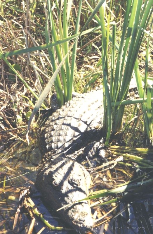 crocodile Okavango delta